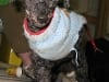 17 Year Old Three Legged Poodle James