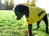 17 Year Old Three Legged Poodle James