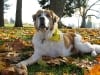 Three Legged Saint Bernard Indi