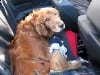 Three Legged Lincoln in his Convertible