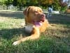 French Mastiff Tripawd Rosie Three Legged Dog de Bordeaux
