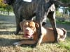 French Mastiff Tripawd Rosie Three Legged Dog de Bordeaux