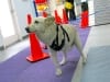 Three Legged Lobo Gets Rehab Therapy