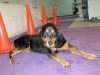 Three Legged Lucy Gets Rehab Therapy
