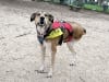 Tripawd Chloe