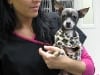 VCA L.A. Oncology Vet Dept. Chihuahua
