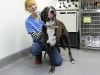 VCA L.A. Oncology Vet Patient Applejack