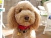 Three Legged Labradoodle Rusty