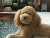 Three Legged Labradoodle Rusty