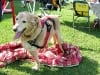 Dakota in Tripawd Booth at Larimer County Pet Expo