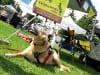 Dakota in Tripawd Booth at Larimer County Pet Expo