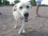 Three Legged Dog Spree at CO Tripawds Party