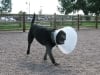 Three Legged Black Lab Cash at CO Tripawds Party