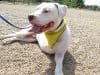 Three Legged Bulldog Cotton at CO Tripawds Party