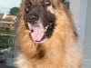 Singapore Tripawd Dodge