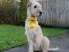 io three legged wolfhound in tripawds bandanna