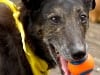 Rio at Northwest Tripawds Party