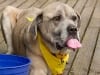 Bellona at Northwest Tripawds Party