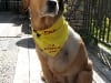 three legged riley dog in tripawds rule bandanna