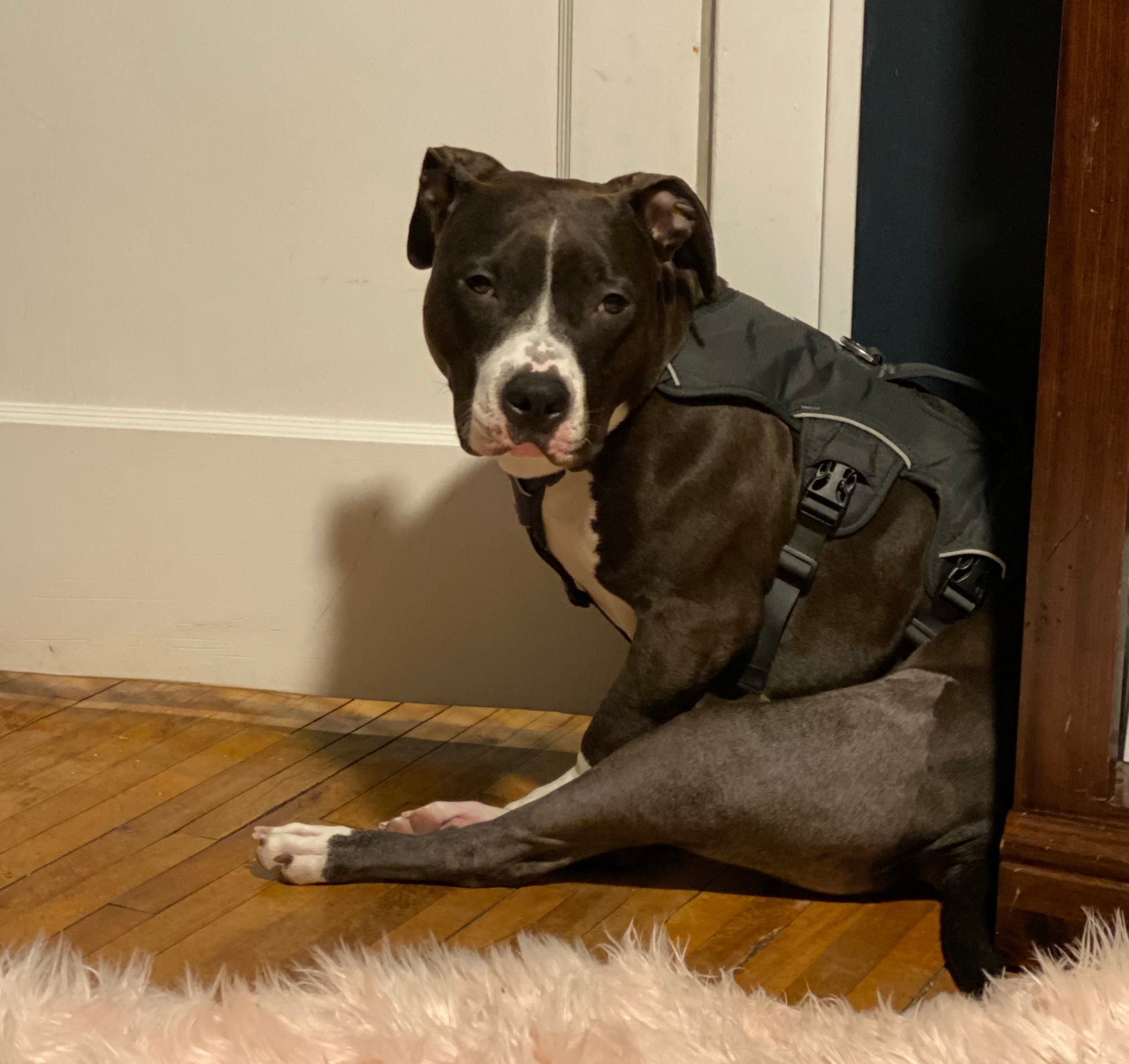 Tripawd TPLO recovery