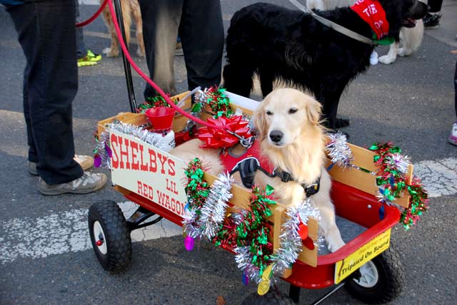 Tripawd Princess Shelby in her Red Wagon