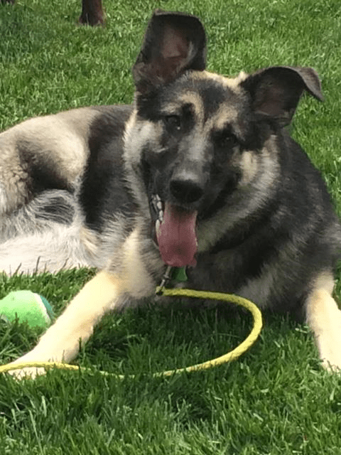 German Shepherd Tripawd