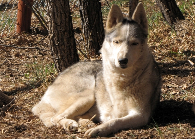 Three legged sled dog Calpurnia