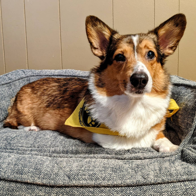 Corgi amputee dog hero Charles