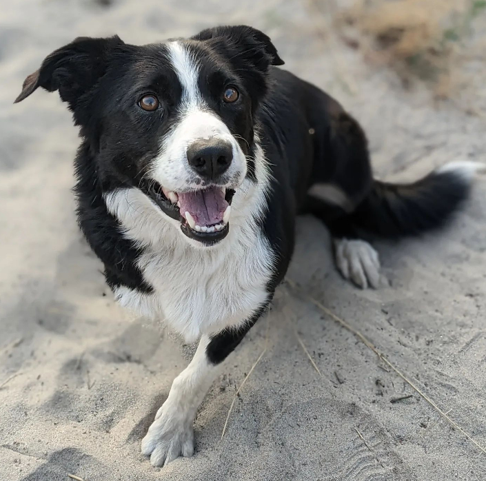 Gidge the Tripawd Pet Commissioner in Missoula County