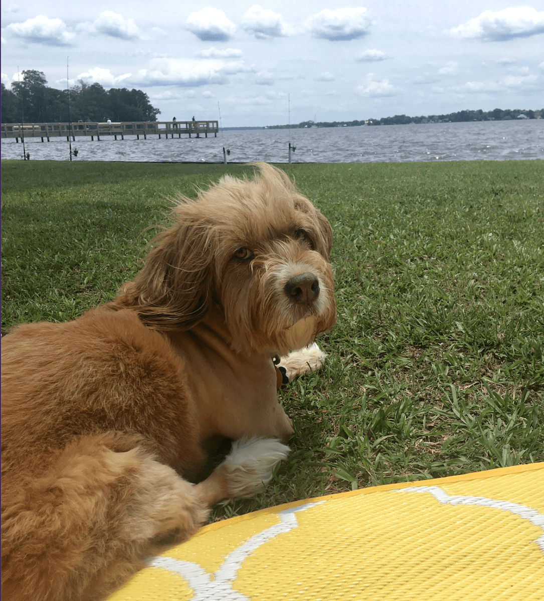 Fun, Challenging Interactive Dog Toys Make Tripawds Hoppy