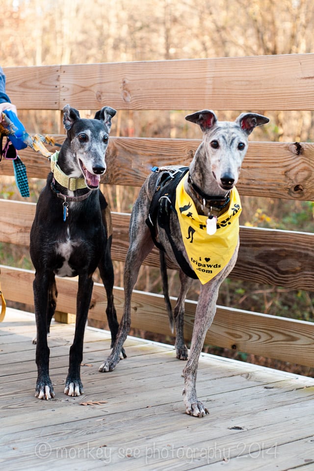 Tripawds Bandana Dogs