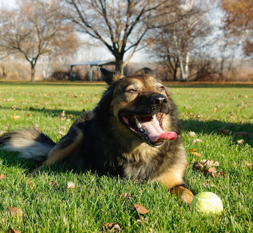 Nyaya the Amputee Tripawd