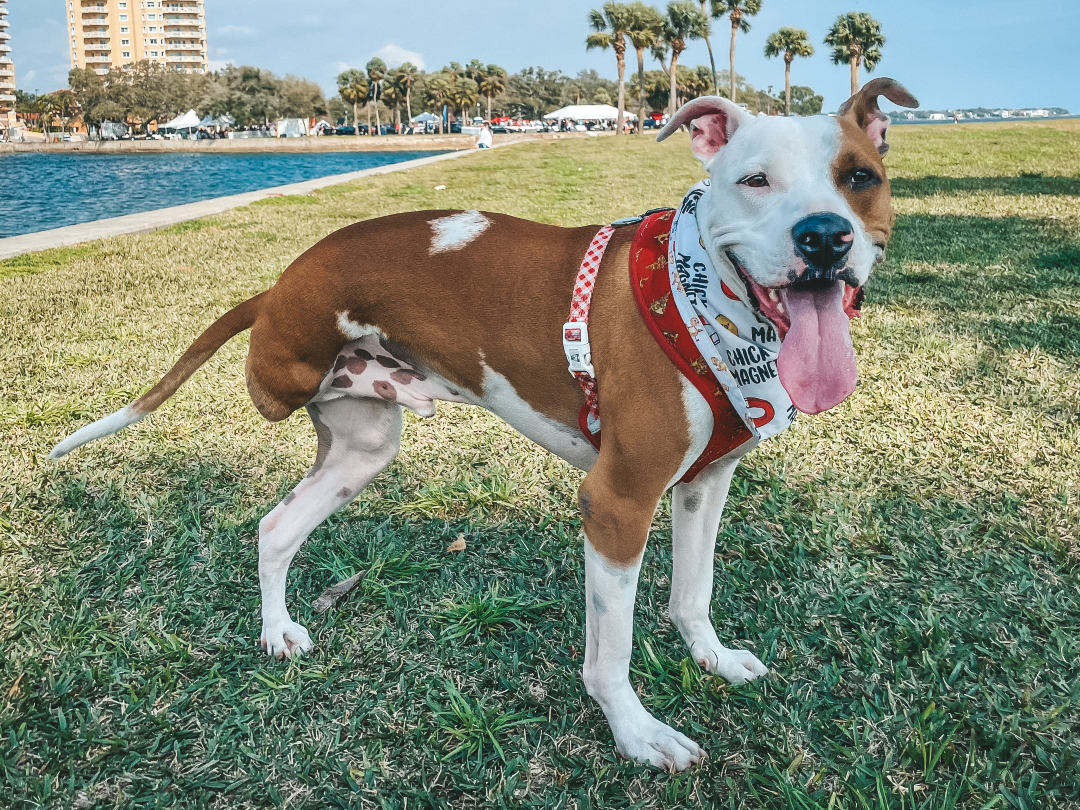 Raleigh Roo three-legged dog hero