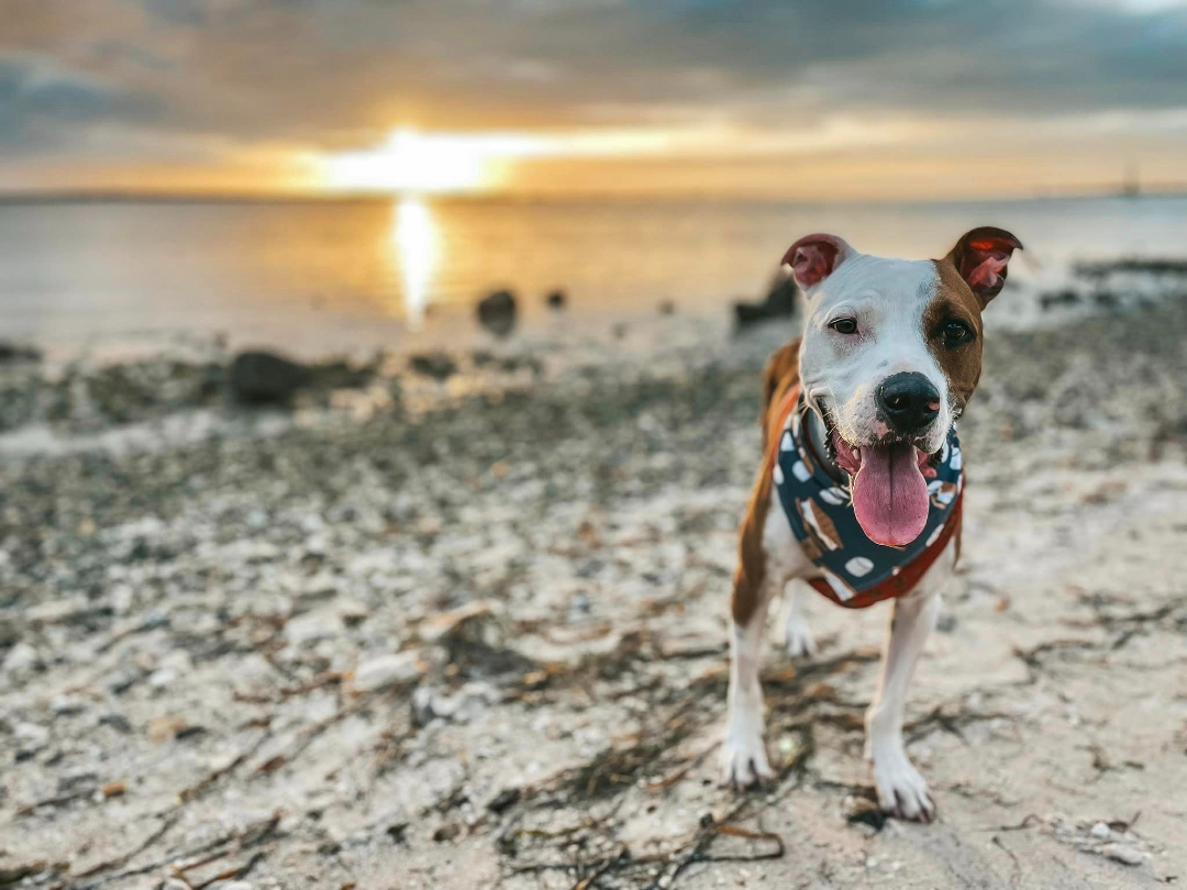 Three legged Terrier Raleigh Roo on the beach in Florida