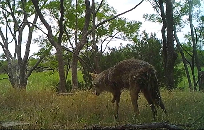 three legged coyote