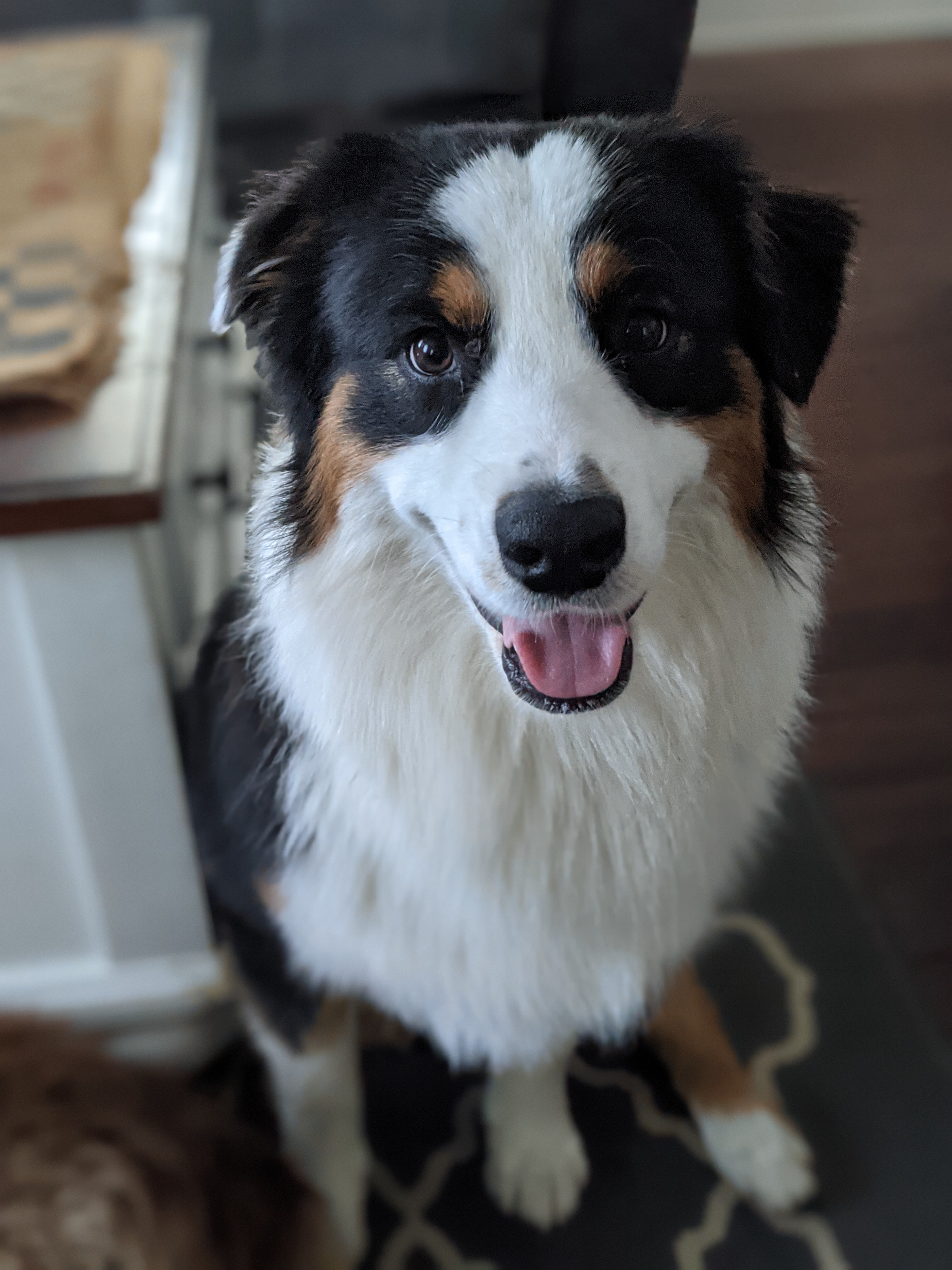 Tripawd Tuesday puppy Trip the Aussie