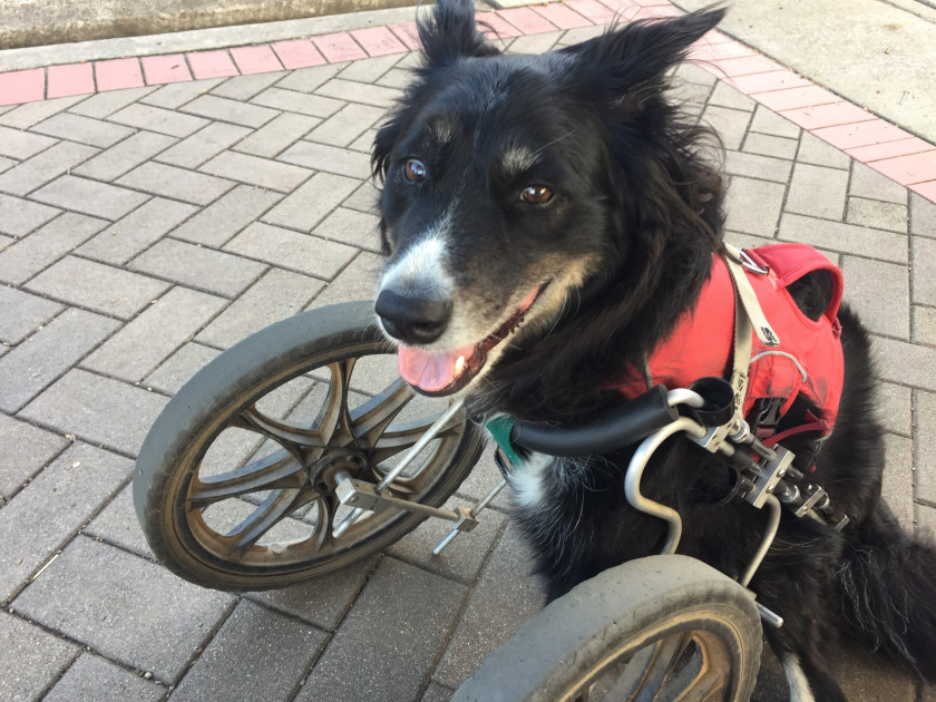 three-legged dog with front leg wheelchair