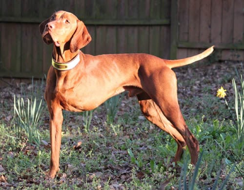 Tripawd Vizsla Bart