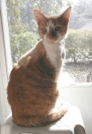 Elvis the Tripawd Cat