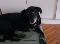 Senior dog Tripawd Ken