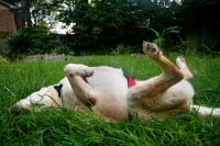 Three Legged Yellow Lab Bocephus