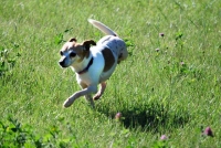 Three Legged Dog Pearl