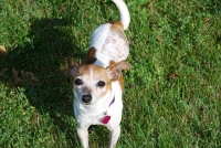 Three Legged Dog Pearl