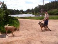 Wyatt meets three legged Weimareiner