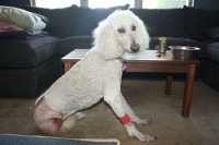 Cadence Three Legged Standard Poodle 2 Days Post-Op
