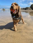 Three legged Cocker Spaniel Cesar