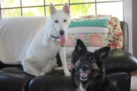 Three Legged White German Shepherd Kona