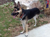 Three Legged German Shepherd Jackson