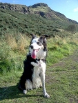 Three Legged Border Collie Millie