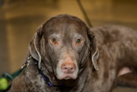 Scout from CSU pet cancer clinical trials